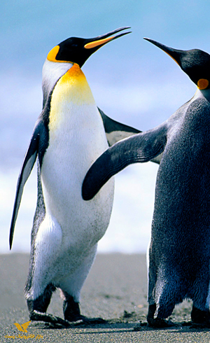 تکنولوژی فکر