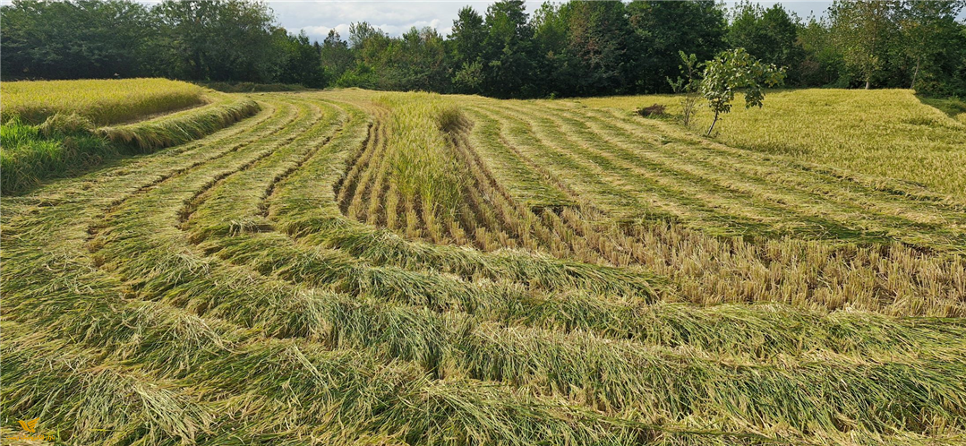 برنج هاشمی درجه یک
