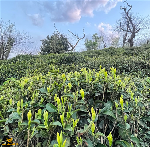 چای شکسته ممتاز